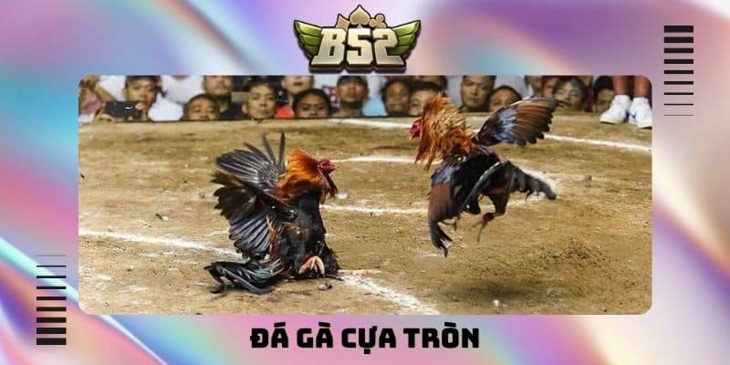 Đá gà cựa tròn