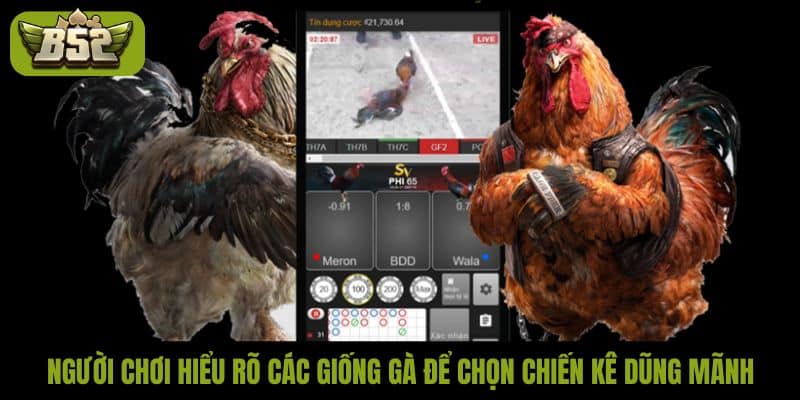 Người chơi hiểu rõ các giống gà để chọn chiến kê dũng mãnh