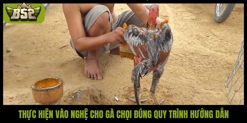 Thực hiện vào nghệ cho gà chọi đúng quy trình hướng dẫn