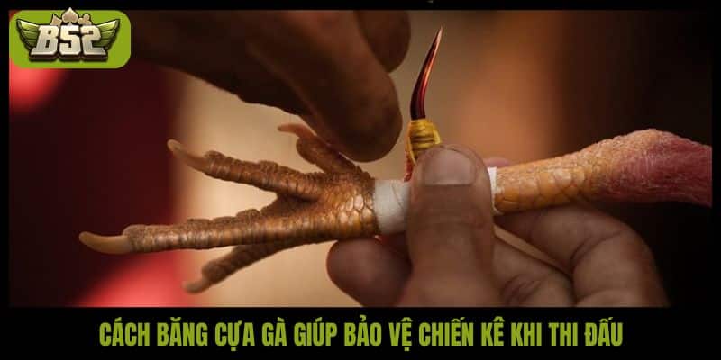 Cách băng cựa gà giúp bảo vệ chiến kê khi thi đấu