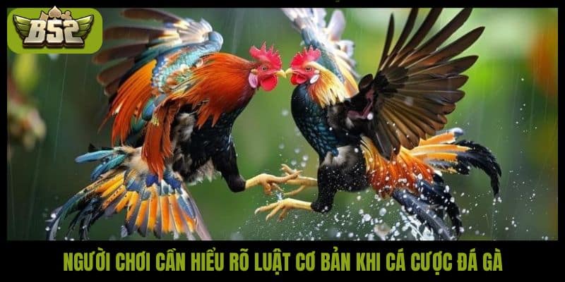 Người chơi cần hiểu rõ luật cơ bản khi cá cược đá gà
