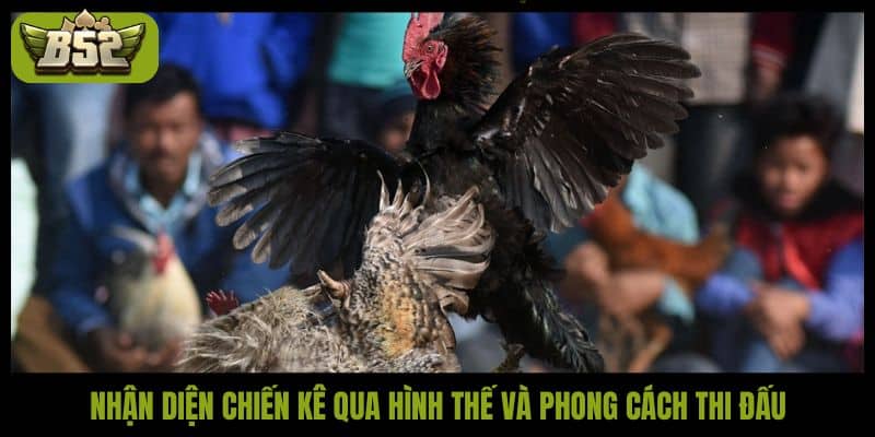 Nhận diện chiến kê qua hình thế và phong cách thi đấu